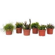 Koraalcactus Mix - Rhipsalis - Mix van 6 - Hoogte 15-20 cm - Pot 12 cm