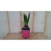 5 stuks! Hyacint roze in klein potje