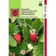 2 stuks - Aardbeien Baron Van Solemacher Rugen