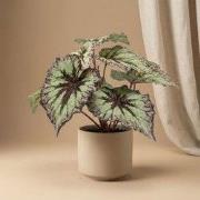 URBANJNGL - Begonia 26 cm – In pot – Grijs-paarse bladeren – Kunstplan...