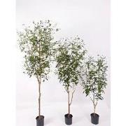 Olijfboom 150 cm kunstplant Oosterik Home