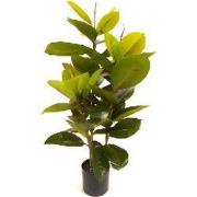 Rubberboom 90 cm kunstplant Oosterik Home