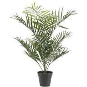 Goudpalm buitenplant h90cm groen