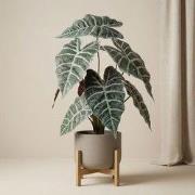 URBANJNGL - Alocasia bush in pot 40 cm - Kunstplant