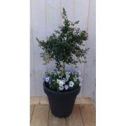 Amerikaanse sering in antracieten plastic pot met violen 100 cm