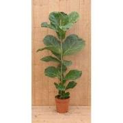 Tabaksplant Ficus Lyrata kamerplant potmaat 17 cm H60-80