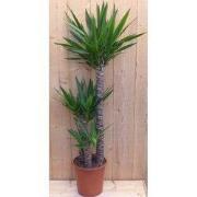 Palmlelie Yucca Elephantipes potmaat 22 cm H100-120 cm 3 stammen kamer...