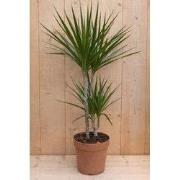 Drakenbloedboom Dracaena Fragrans Marginata Green/Groen H60-80 cm potm...