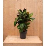 Croton Codiaeum Wonderstruik kamerplant potmaat 19 cm H60-80 cm