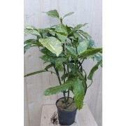 Broodboom Aucuba Japonica 100 cm