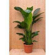 Paradijsvogelbloem Strelitzia Nicolai potmaat 26 cm H160-180 cm (kan i...