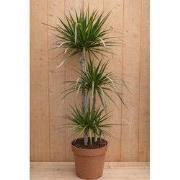 Drakenbloedboom Dracaena Fragrans Marginata Green/Groen H110-130 cm po...
