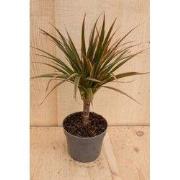 Drakenbloedboom Dracaena Fragrans Bicolor/Creme-Roze H40-60 cm potmaat...