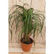 Kamerplant Beaucarnea recuvata gedeelde stam 50 cm