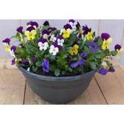 Bosviolen mix kleuren in een grote schaal