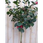 Camelia rood