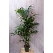 Kentiapalm Howea Forsteriana kamerplant potmaat 26 cm H180-200 cm