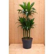 Drakenbloedboom Dracaena Fragrans Janet Lind/Groen H140-160 cm potmaat...