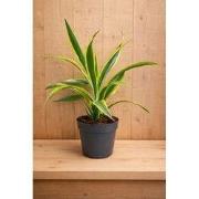 Drakenbloedboom Dracaena Fragrans Lemon Lime/Geel-groen H40-60 cm potm...