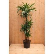 Drakenbloedboom Dracaena Fragrans Jade Jewel/Groen-wit H140-160 cm pot...