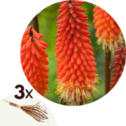 Vuurpijl - Fakkellelie - Set van 3 - Tritoma Kniphofia 'Alcazar' - Wor...