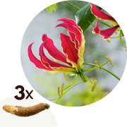 Klimlelie - Set van 3 - Gloriosa 'Rothschildiana' - Wortelstokken - Ro...