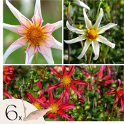 Dahliaknollen - Set van 6 - Dahlia 'Honka Dark', 'Honka Fragile'