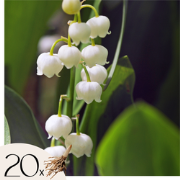 Lelietje-van-dalen - Set van 20 - Convallaria 'Majalis' - Bloembollen ...