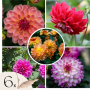 Dahliaknollen - Set van 6 - Dahlia 'Pacific Mix'