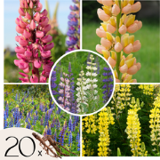 Lupine - Set van 20 - Lupinus - Planten met Blote Wortel