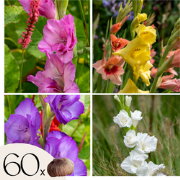 Gladiolen - Zwaardlelie - Set van 60 - Gladiolus Mix - Bloembollen