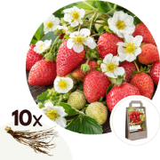 Fragaria ‘Elsanta’ - 10 Aardbeienplanten - Bare Root - Kortdragende Aa...