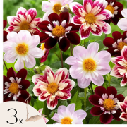 Dahliaknollen - Set van 3 - Dahlia 'Favorite ballet'