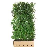 Tilia cordata 200 cm