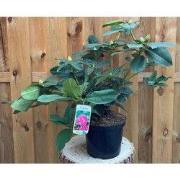 Rhododendron Germania