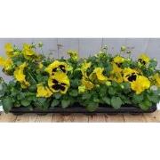 Grootbollige violen geel/rood 18 stuks