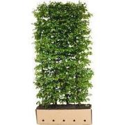 Carpinus betulus Beeckman