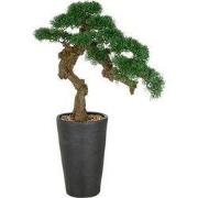 Kunstmatige bonsai van Kopu in cederhout, 80x60 cm, met zwarte pot - B...