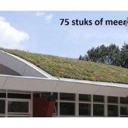 Minimaal 75 stuks! Sedummixmat Compleet (incl. drainage type 11c & dak...