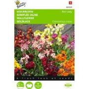 2 stuks - Cheiranthus cheirii Fair Lady Gemengd