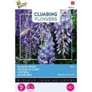3 stuks - Flowering climbers wisteria blauw