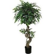 Mini ficus 120 cm