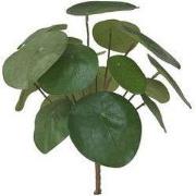 Pilea bush 22cm 17lvs