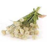 Kunst Tak Allium Creme