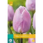 Tulipa Candy Prince