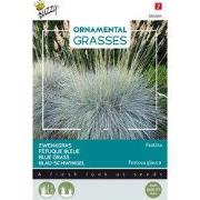 Ornamental Grasses, Festuca glauca 'Blaue Auslese'