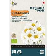 Zaden chrysanthemum may queen 0.25 gram