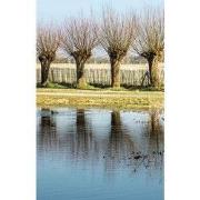 Knotwilgen 70x130cm Tuinschilderij