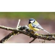 Koolmees tak 130x70cm Tuinschilderij