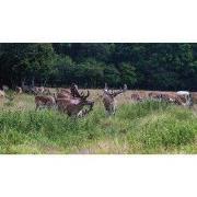 Herten Bos 130x70cm Tuinschilderij